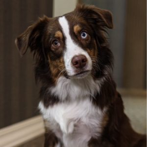 Bodie